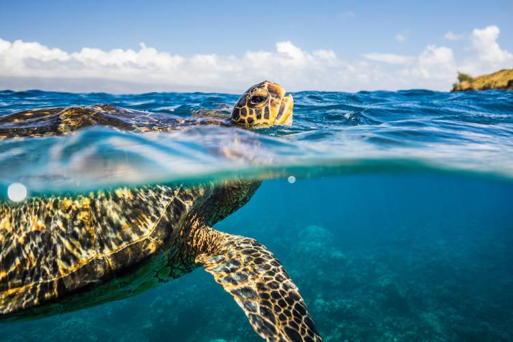 Sea turtle in the water 